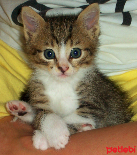 Tekir Kedi, Kedi  Soda fotoğrafı