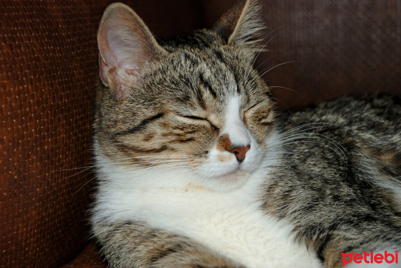 Tekir Kedi, Kedi  Soda fotoğrafı