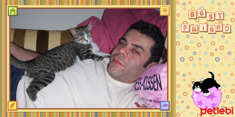Tekir Kedi, Kedi  Soda fotoğrafı