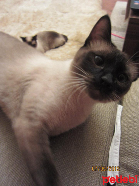 Siyam Kedisi, Kedi  Kola fotoğrafı