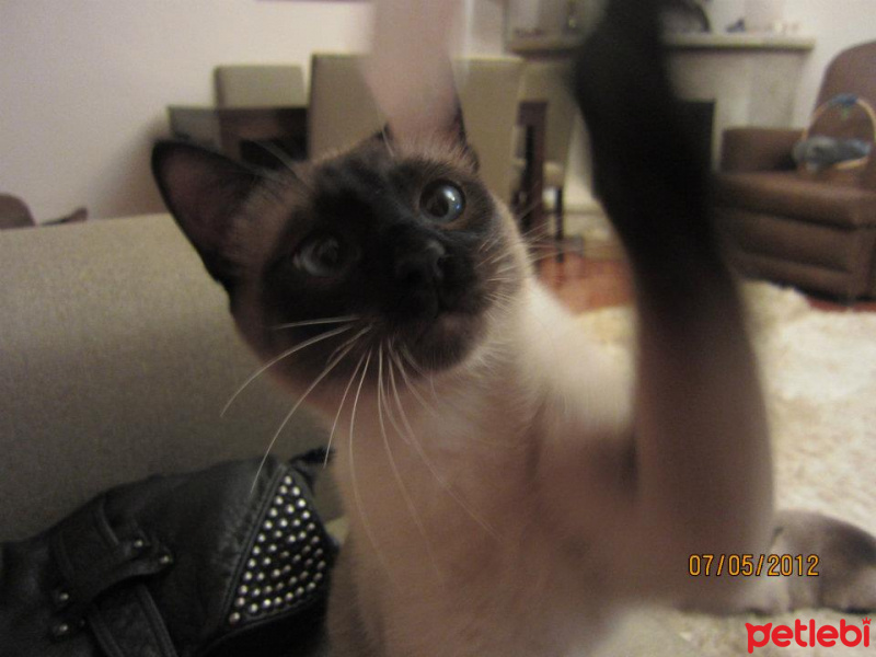 Siyam Kedisi, Kedi  Kola fotoğrafı