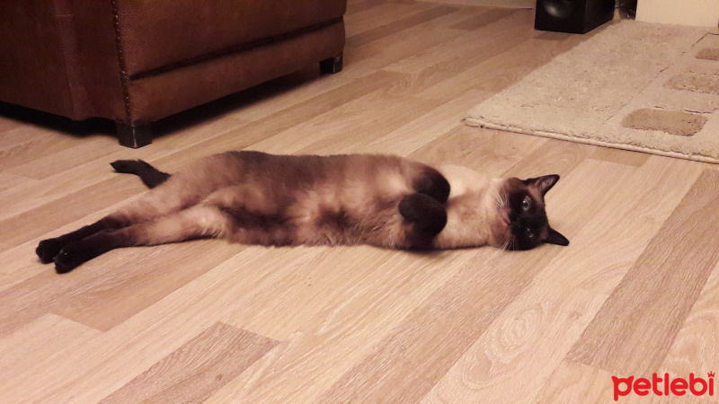 Siyam Kedisi, Kedi  Kola fotoğrafı