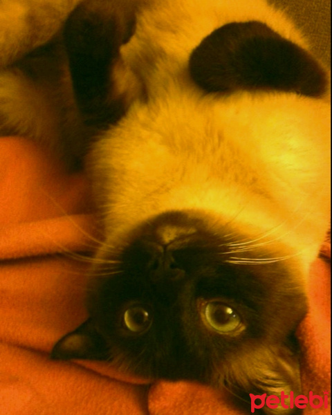 Siyam Kedisi, Kedi  Kola fotoğrafı
