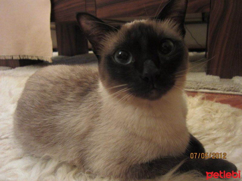 Siyam Kedisi, Kedi  Küba fotoğrafı