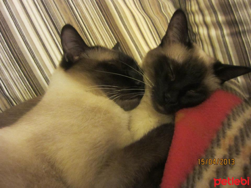 Siyam Kedisi, Kedi  Küba fotoğrafı