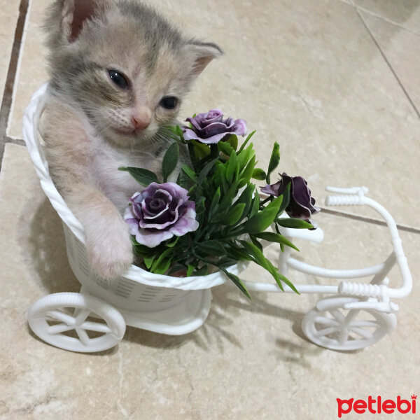 Tekir Kedi, Kedi  Paytak fotoğrafı