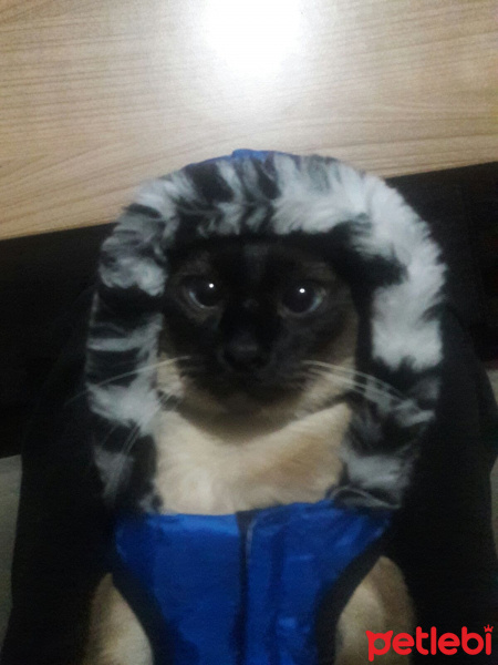 Siyam Kedisi, Kedi  Cindy fotoğrafı