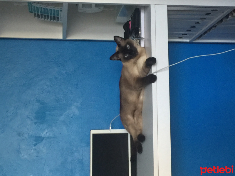Siyam Kedisi, Kedi  Cindy fotoğrafı