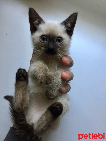 Siyam Kedisi, Kedi  Cindy fotoğrafı