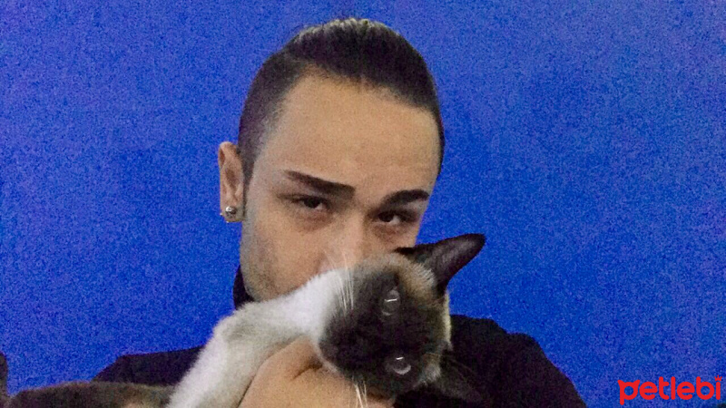 Siyam Kedisi, Kedi  Cindy fotoğrafı