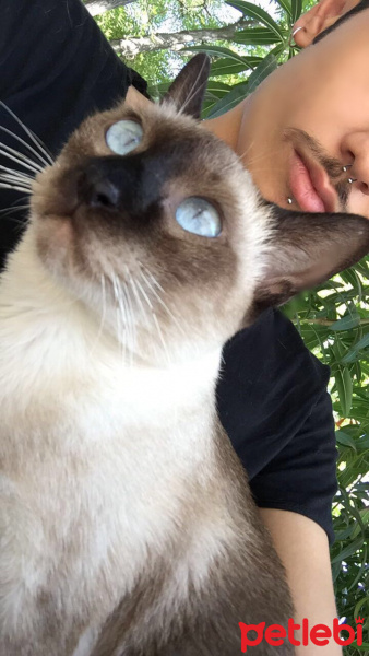 Siyam Kedisi, Kedi  Cindy fotoğrafı