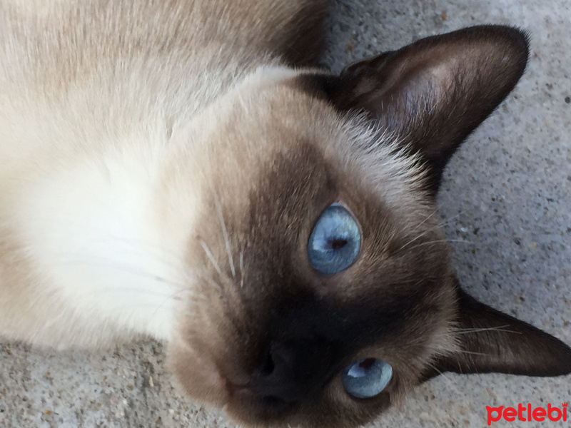 Siyam Kedisi, Kedi  Cindy fotoğrafı