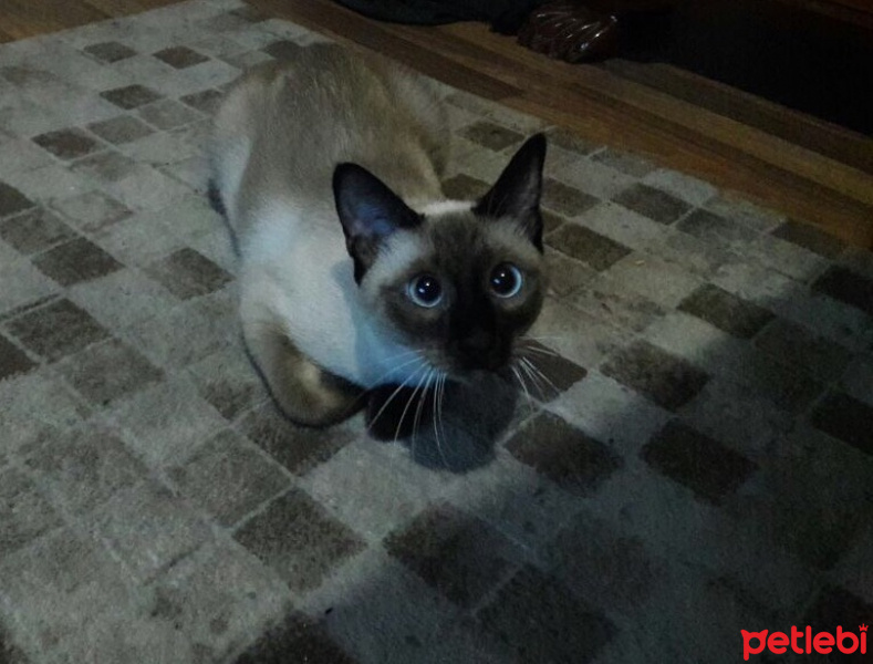 Siyam Kedisi, Kedi  Cindy fotoğrafı
