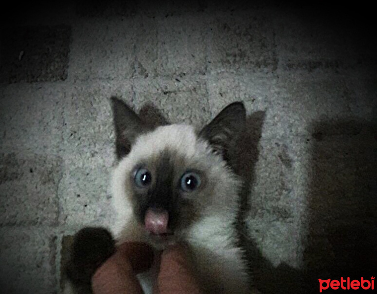 Siyam Kedisi, Kedi  Cindy fotoğrafı