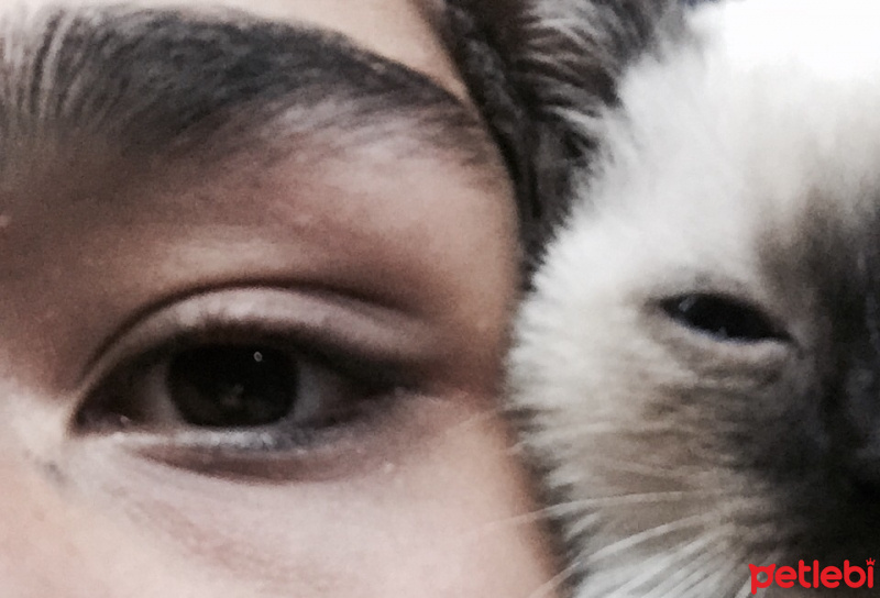 Siyam Kedisi, Kedi  Cindy fotoğrafı