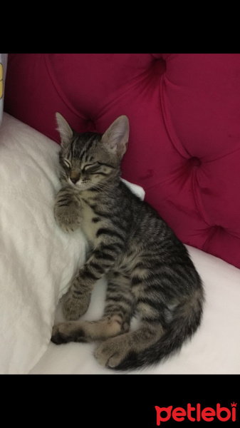 British Shorthair, Kedi  Berlin fotoğrafı