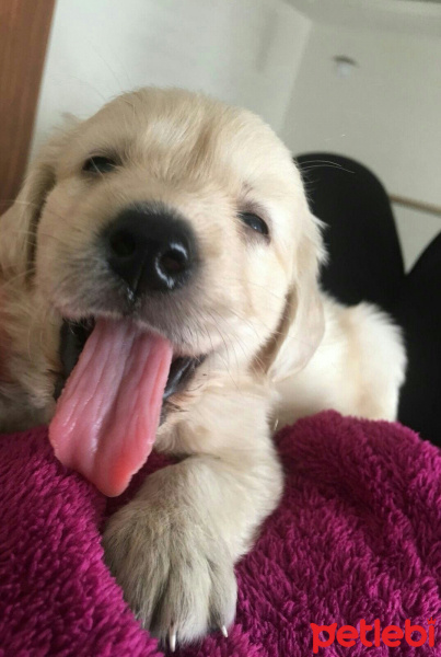 Golden Retriever, Köpek  Jülide fotoğrafı