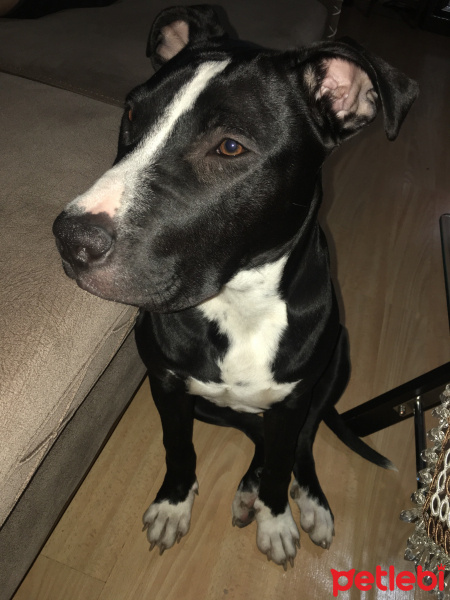 Amerikan Staffordshire Terrier, Köpek  Medusa fotoğrafı