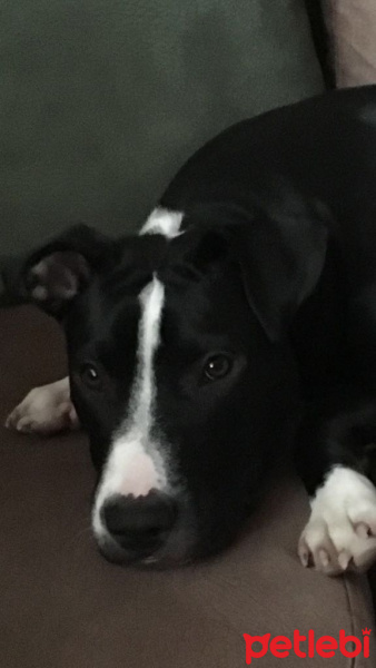 Amerikan Staffordshire Terrier, Köpek  Medusa fotoğrafı