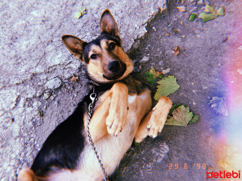 Alman Çoban Köpeği, Köpek  Maya fotoğrafı