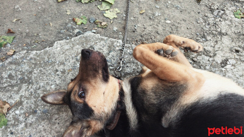 Alman Çoban Köpeği, Köpek  Maya fotoğrafı