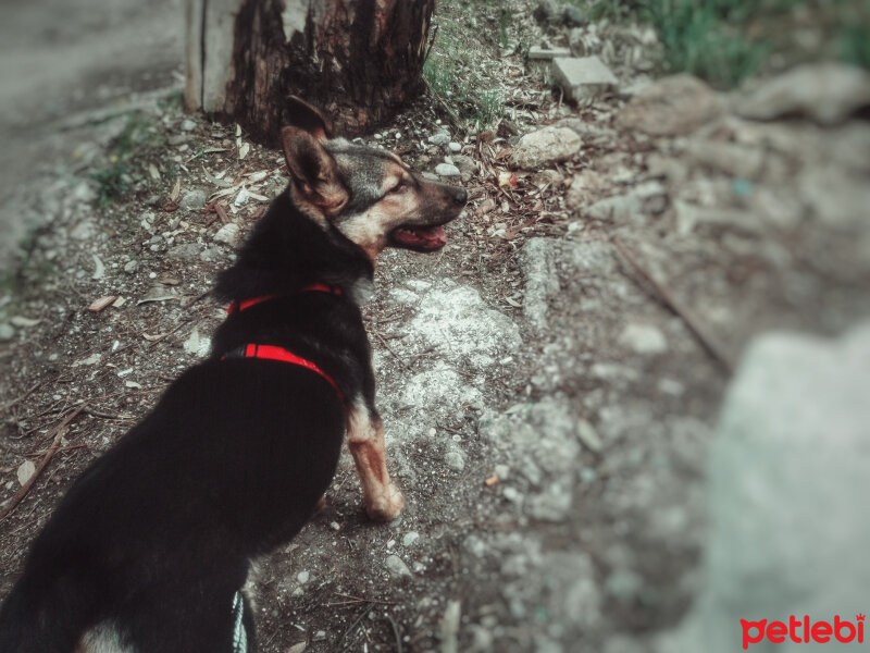 Alman Çoban Köpeği, Köpek  Maya fotoğrafı