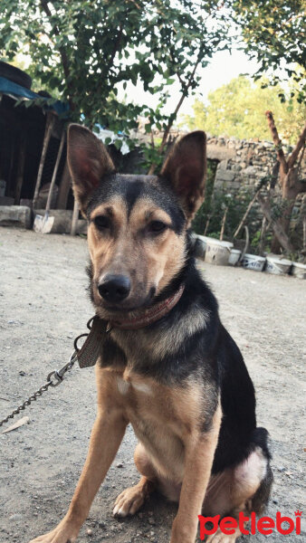 Alman Çoban Köpeği, Köpek  Maya fotoğrafı