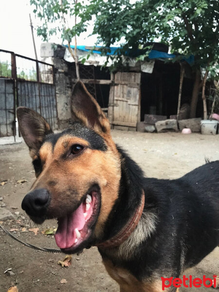 Alman Çoban Köpeği, Köpek  Maya fotoğrafı