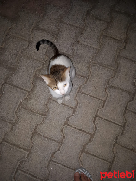 Soke, Kedi  Yok fotoğrafı