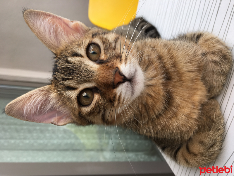Tekir Kedi, Kedi  Kahraman fotoğrafı