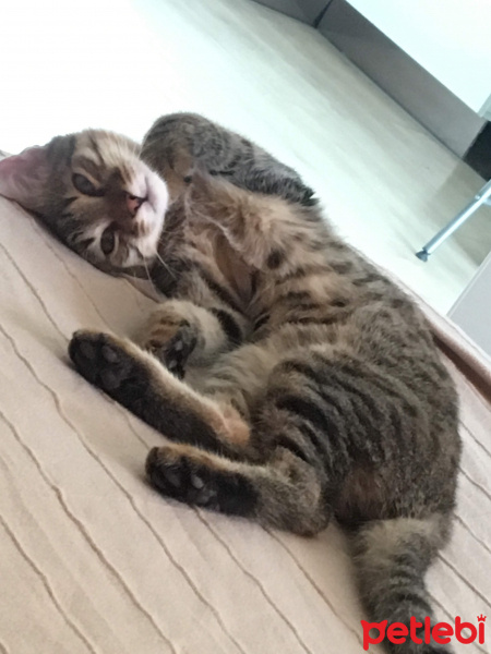 Tekir Kedi, Kedi  Kahraman fotoğrafı