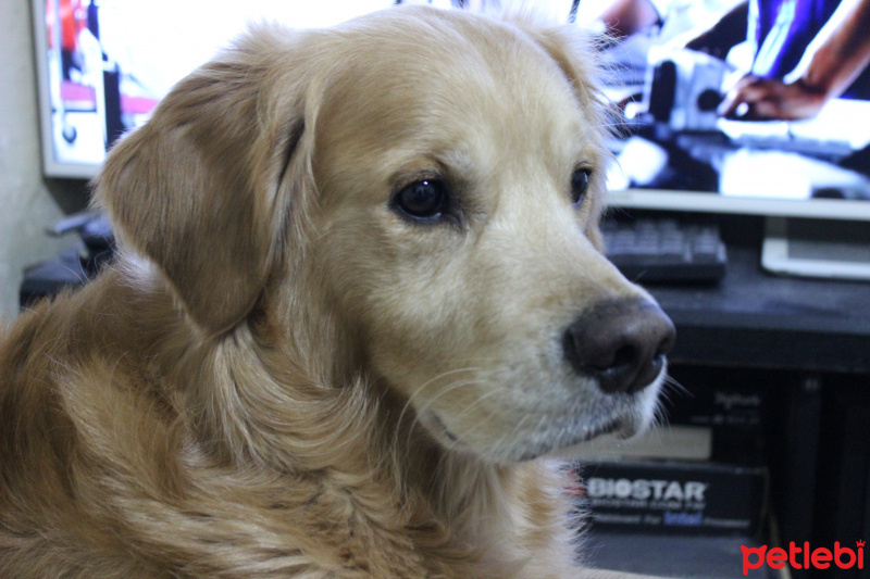 Golden Retriever, Köpek  bambam fotoğrafı