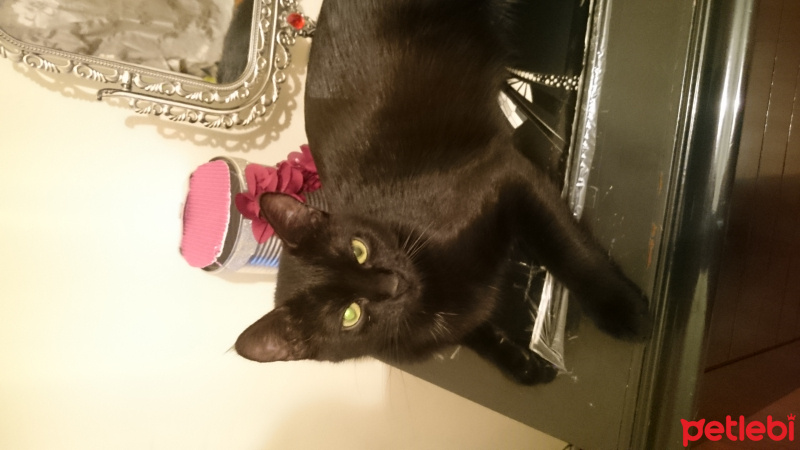 Bombay, Kedi  Maya fotoğrafı