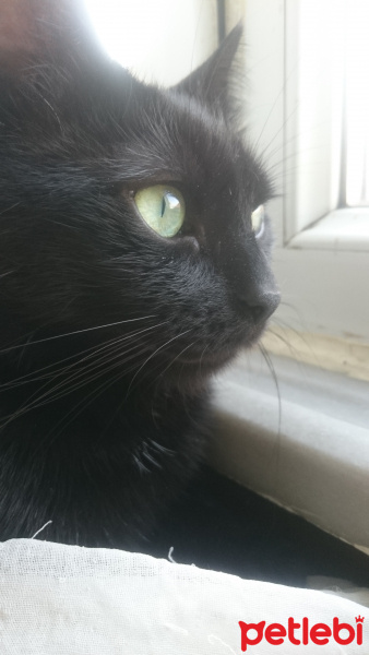 Bombay, Kedi  Maya fotoğrafı