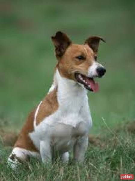 Jack Russell Terrier, Köpek  Çapkın fotoğrafı