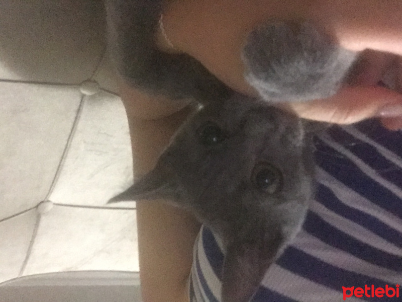 Mavi Rus, Kedi  neco fotoğrafı