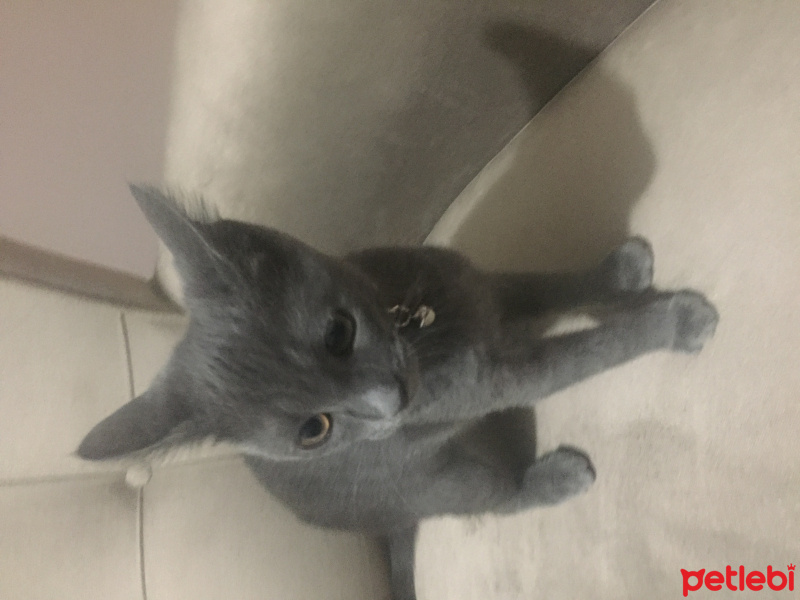 Mavi Rus, Kedi  neco fotoğrafı
