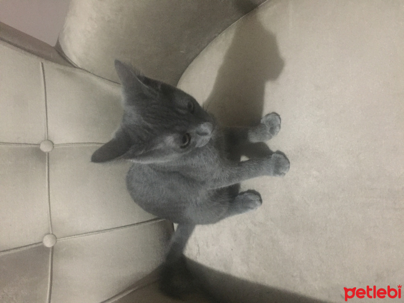 Mavi Rus, Kedi  neco fotoğrafı