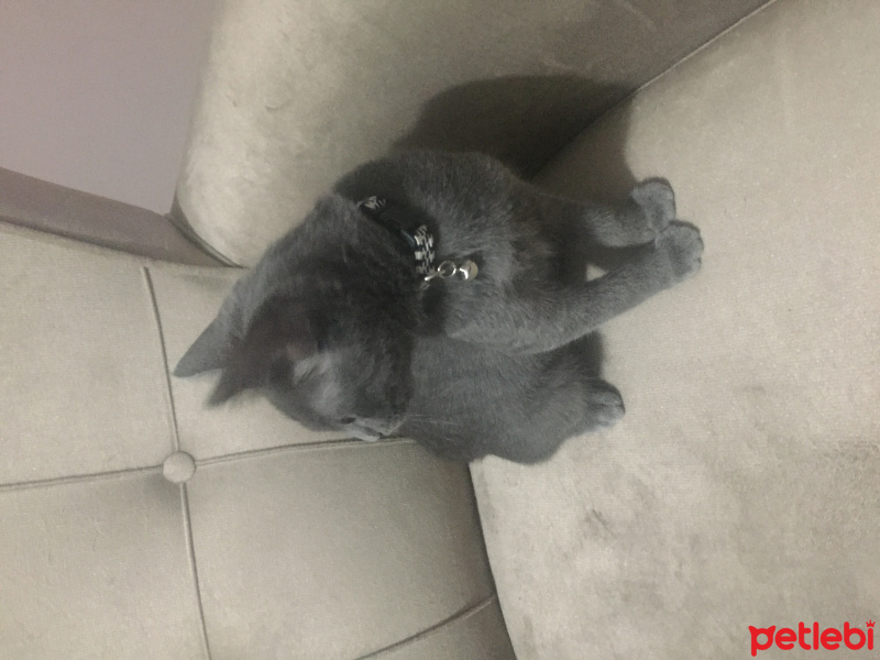 Mavi Rus, Kedi  neco fotoğrafı
