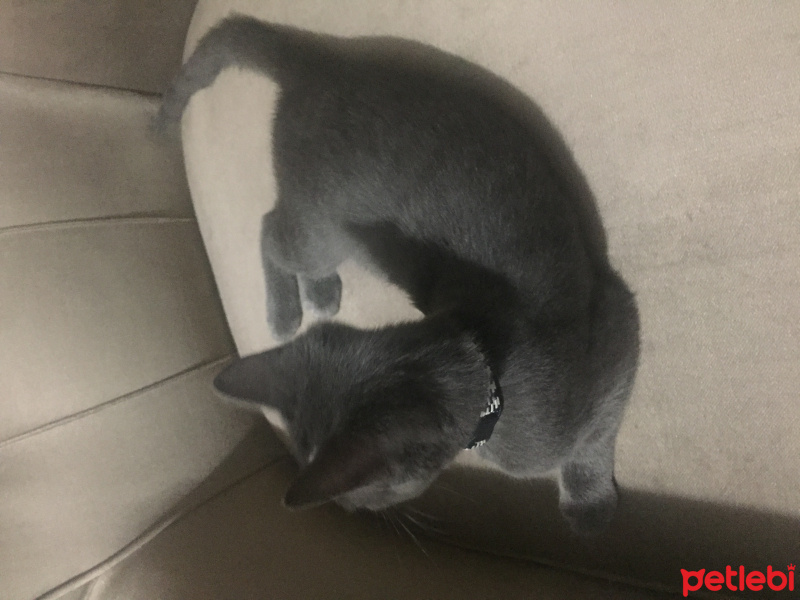 Mavi Rus, Kedi  neco fotoğrafı