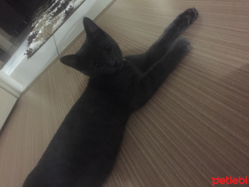 Mavi Rus, Kedi  neco fotoğrafı