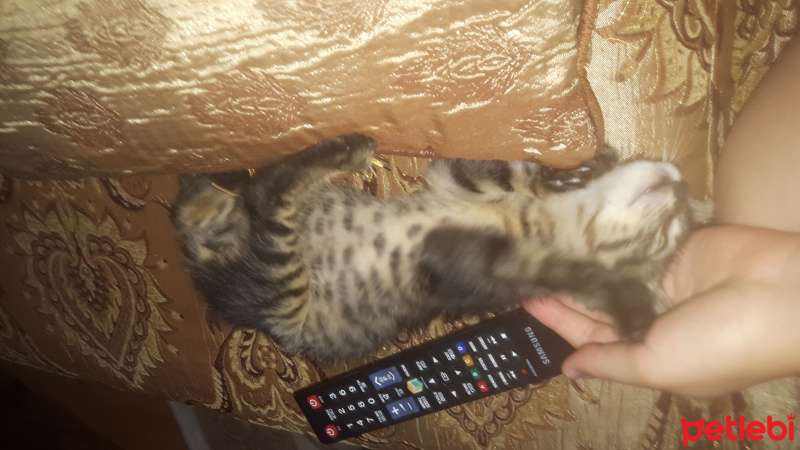Tekir Kedi, Kedi  Mırmır fotoğrafı
