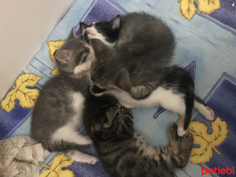 Tekir Kedi, Kedi  Kedilerimize yuvaa fotoğrafı
