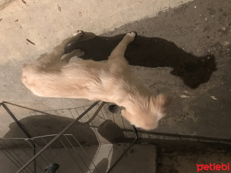Golden Retriever, Köpek  Rita ice fotoğrafı