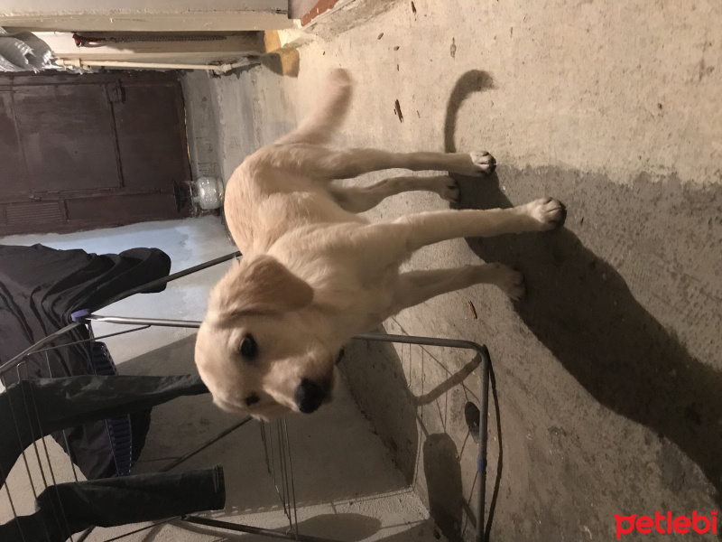 Golden Retriever, Köpek  Rita ice fotoğrafı