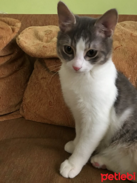 Tekir Kedi, Kedi  Erik fotoğrafı