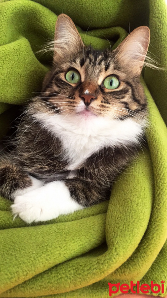 Tekir Kedi, Kedi  MırmırSu fotoğrafı