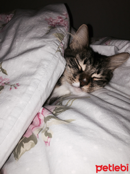 Tekir Kedi, Kedi  MırmırSu fotoğrafı