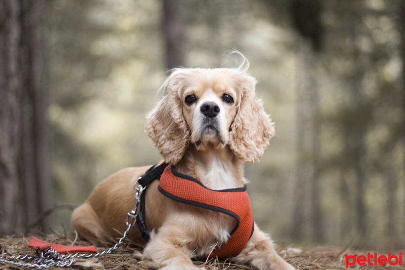 Amerikan Cocker Spaniel, Köpek  Kiara fotoğrafı