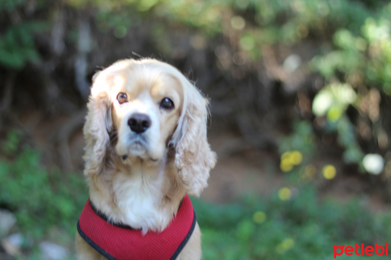 Amerikan Cocker Spaniel, Köpek  Kiara fotoğrafı